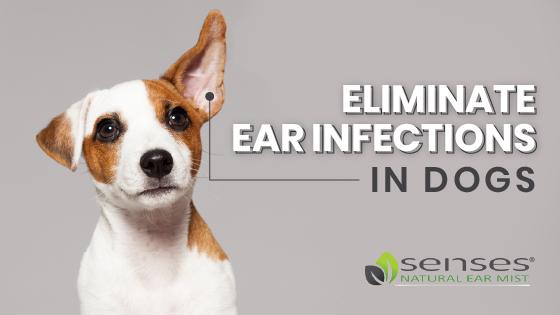 Eliminate Ear Infections in Dogs