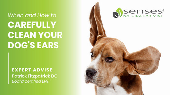 When and How to Carefully Clean Your Dog's Ears
